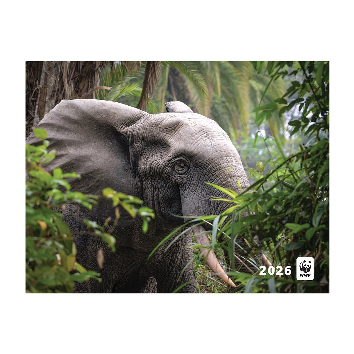2026 calendar cover with elephant in forest and wwf logo