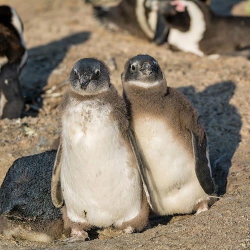 African Penguin Chick in the wild and plush