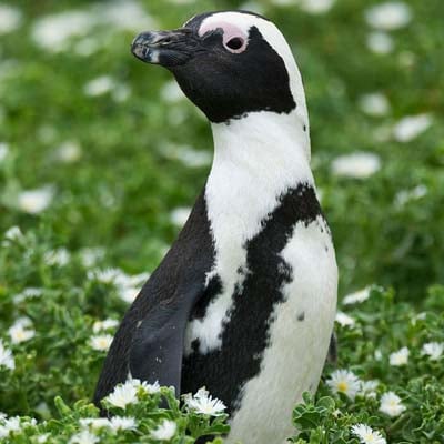 A black-and-white penguin stands amidst a field of green foliage and white flowers.