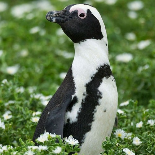 African Black-footed Penguin in the wild and plush