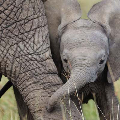 African Elephant Calf in the wild and plush