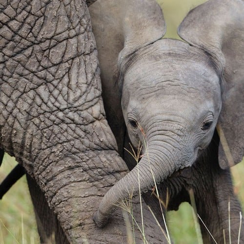 African Elephant Calf in the wild and plush