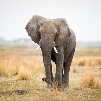 African Elephant in the wild and plush