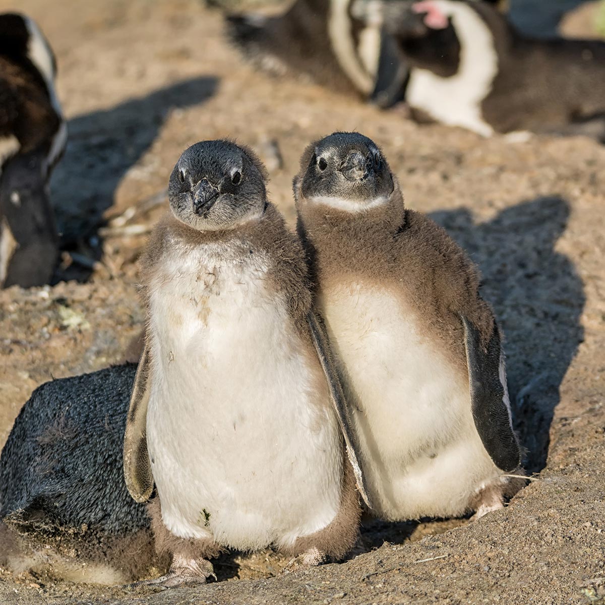 Two young penguins with fluffy feathers stand close together on a sandy surface.