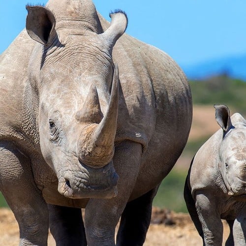 African Rhino Calf in the wild and plush