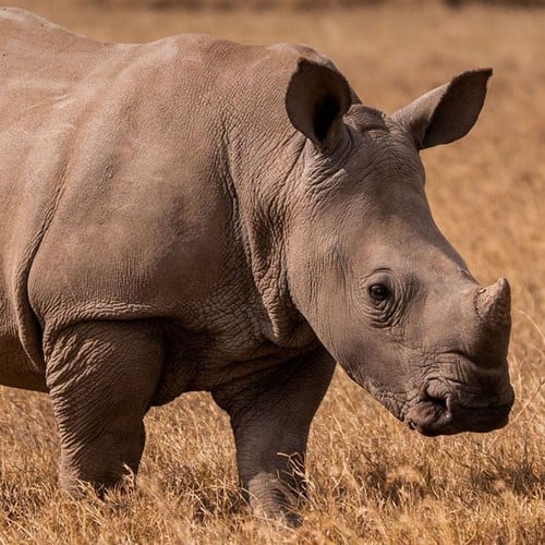 African Rhino in the wild and plush