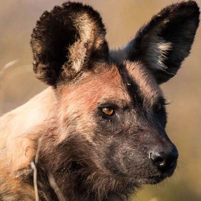African Wild Dog in the wild and plush