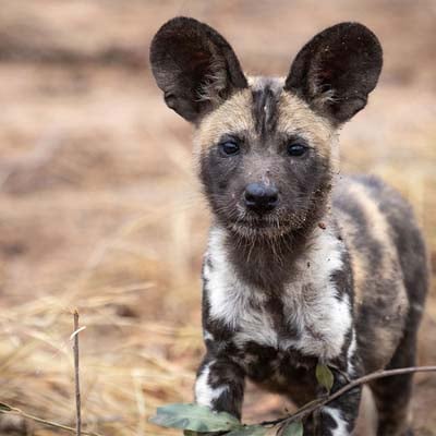 African Wild Dog Pup in the wild and plush
