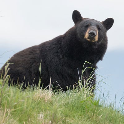 A black bear sitting on a grassy hill