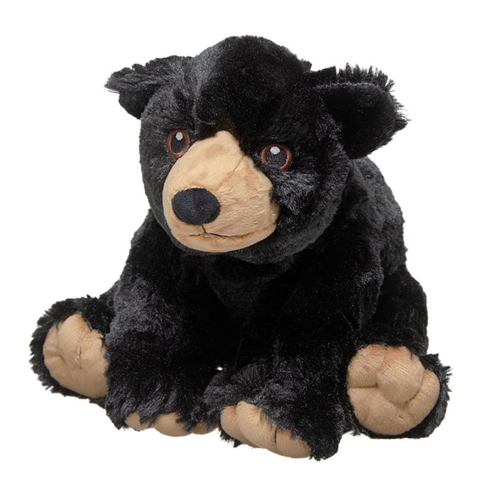 American Black Bear