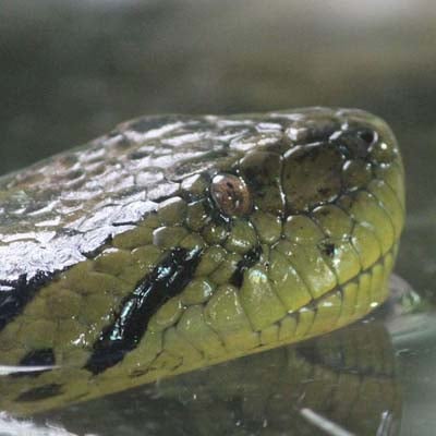 Anaconda in the wild and plush