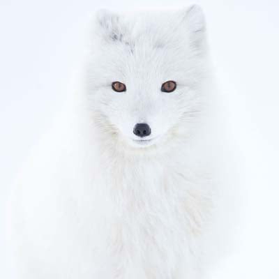 Arctic Fox in the wild and plush