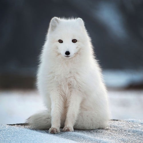 Arctic Fox in the wild and plush