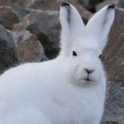Arctic Hare in the wild and plush