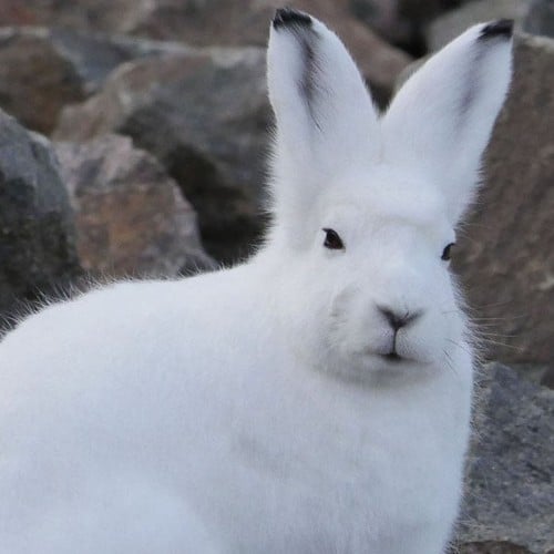 Arctic Hare in the wild and plush
