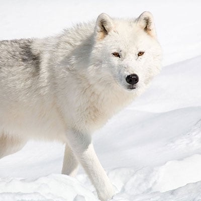 Arctic Wolf in the wild and plush