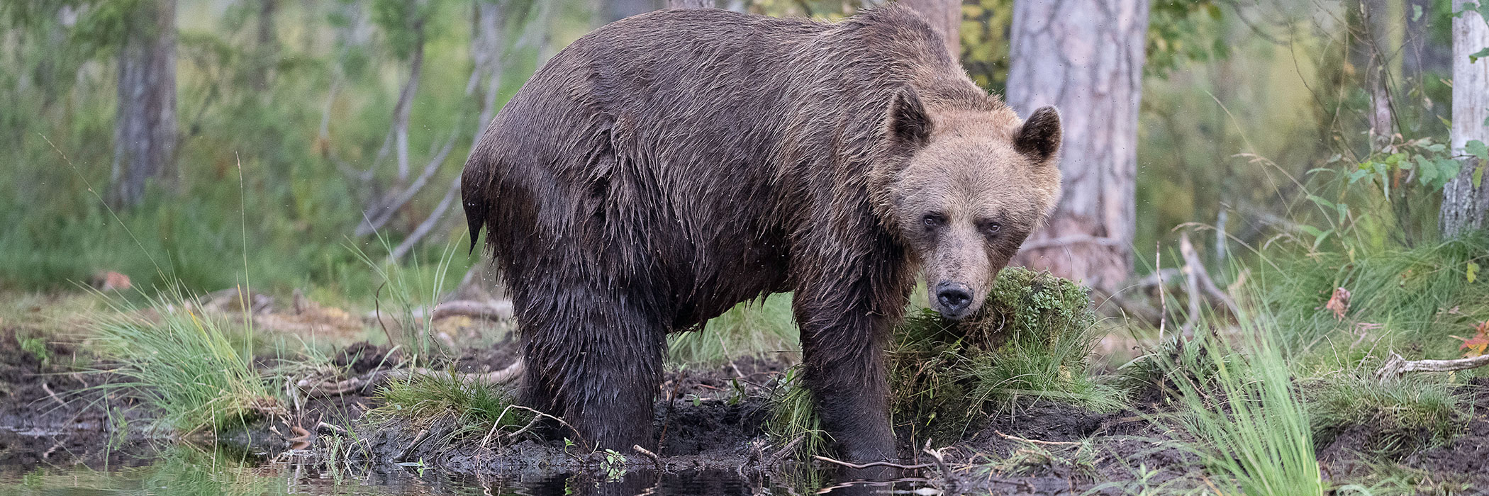 Brown bear