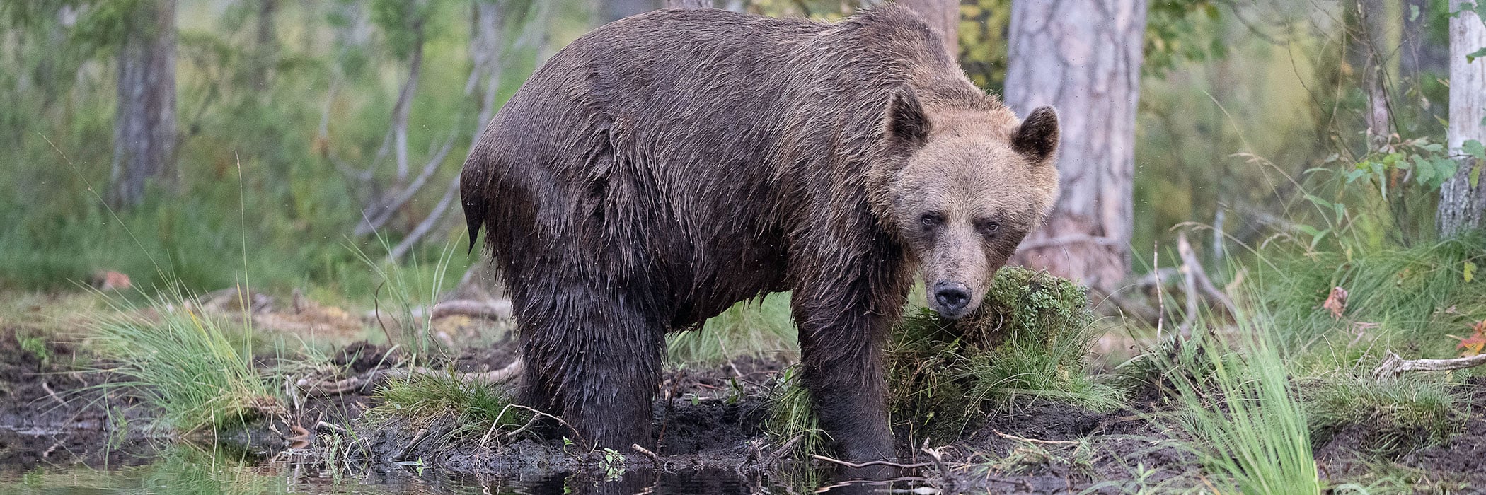Brown bear