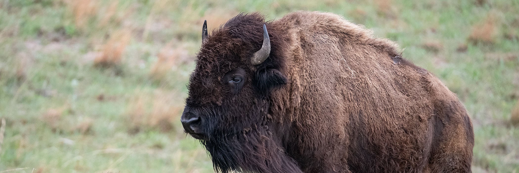 bison