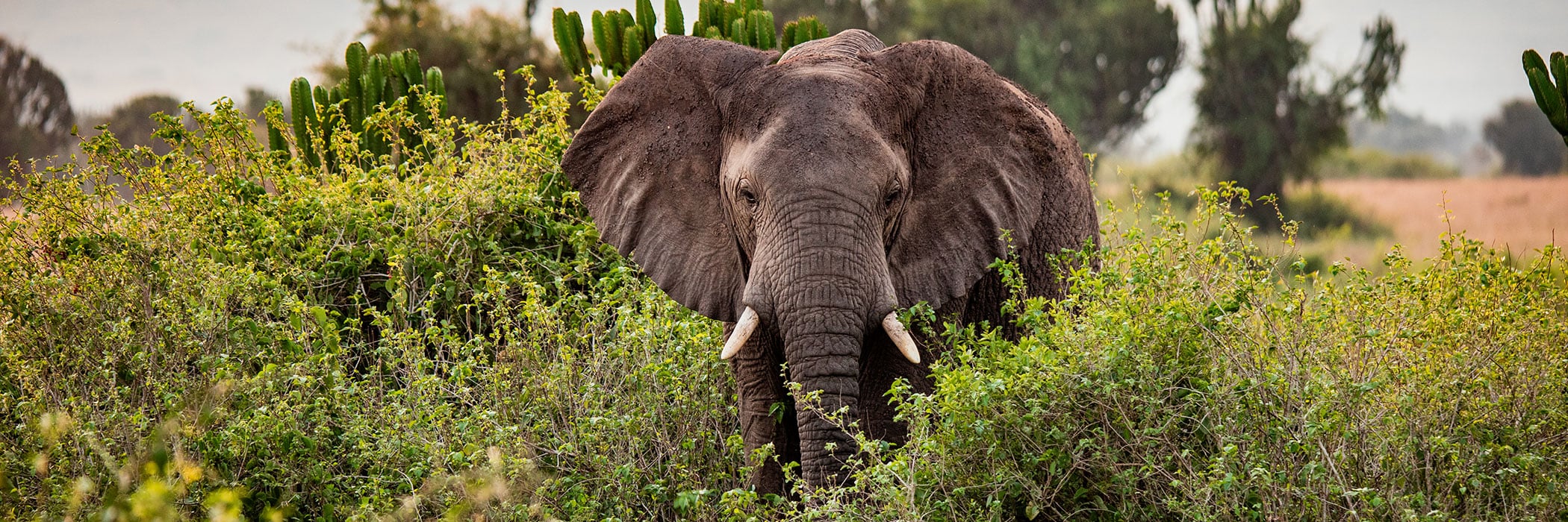 An elephant among bushes and cactus trees