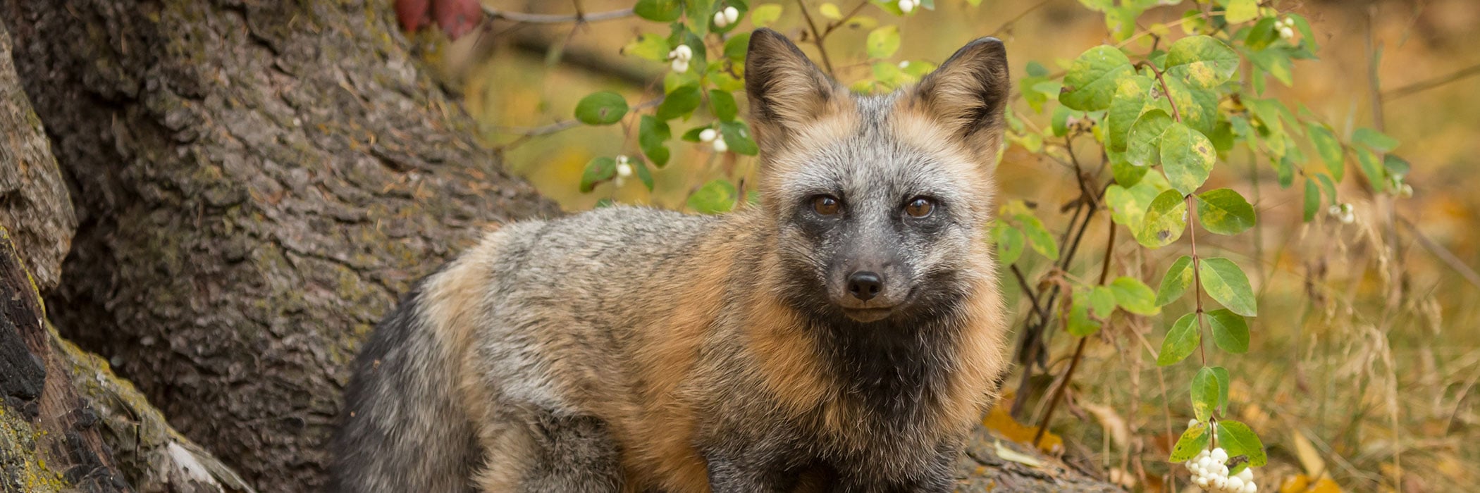 cross fox standing in the forest next to a tree, with fall foliage colors