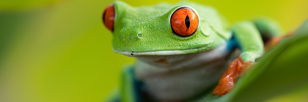 frog