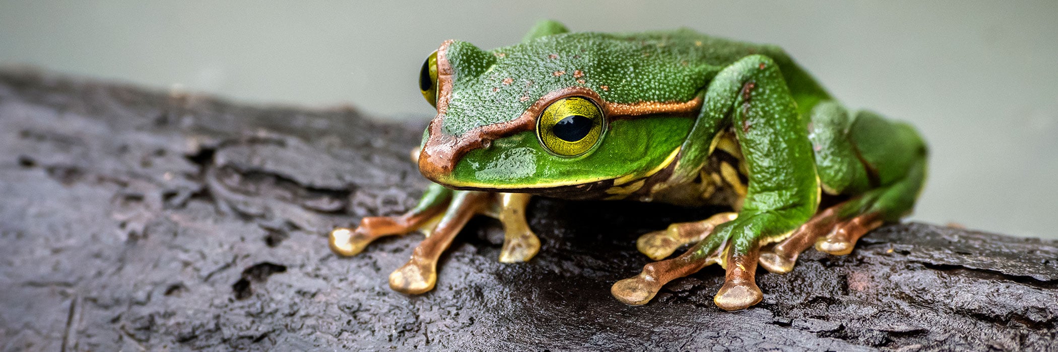 Gaoligongshan tree frog in China