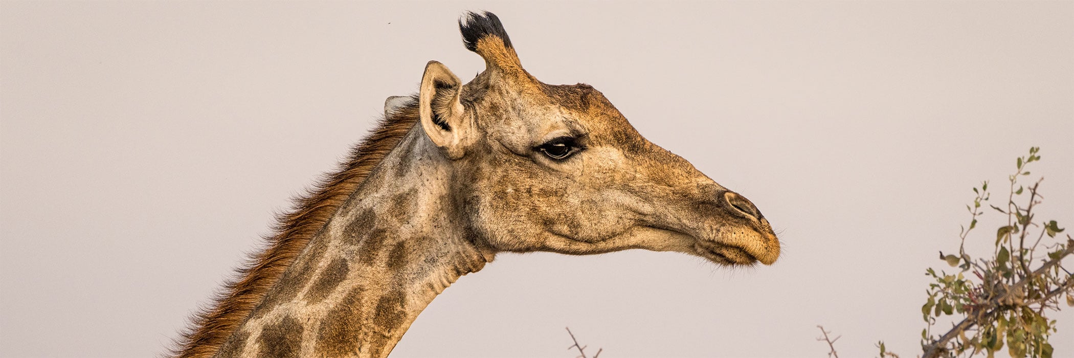 Giraffe near Palmwag Lodge