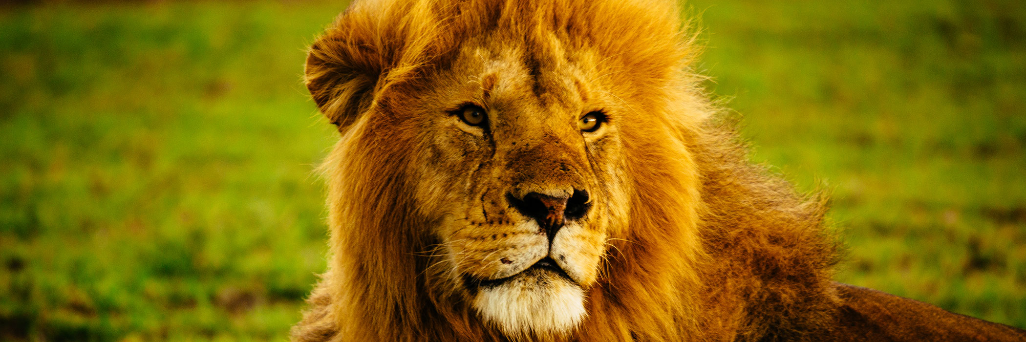 Lion