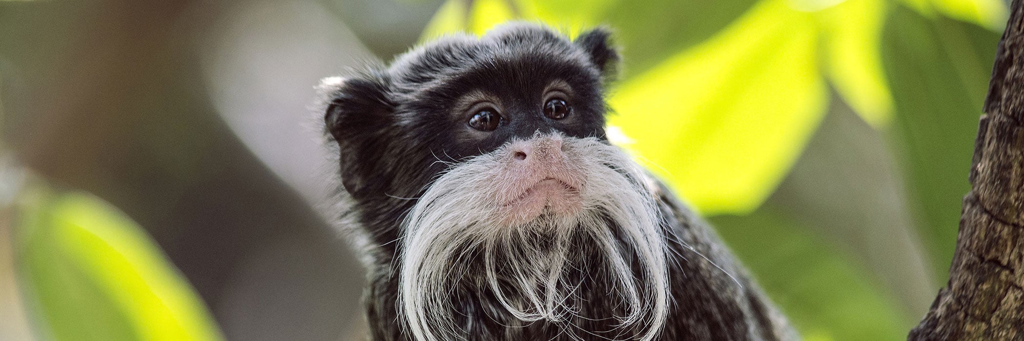 emperor tamarin