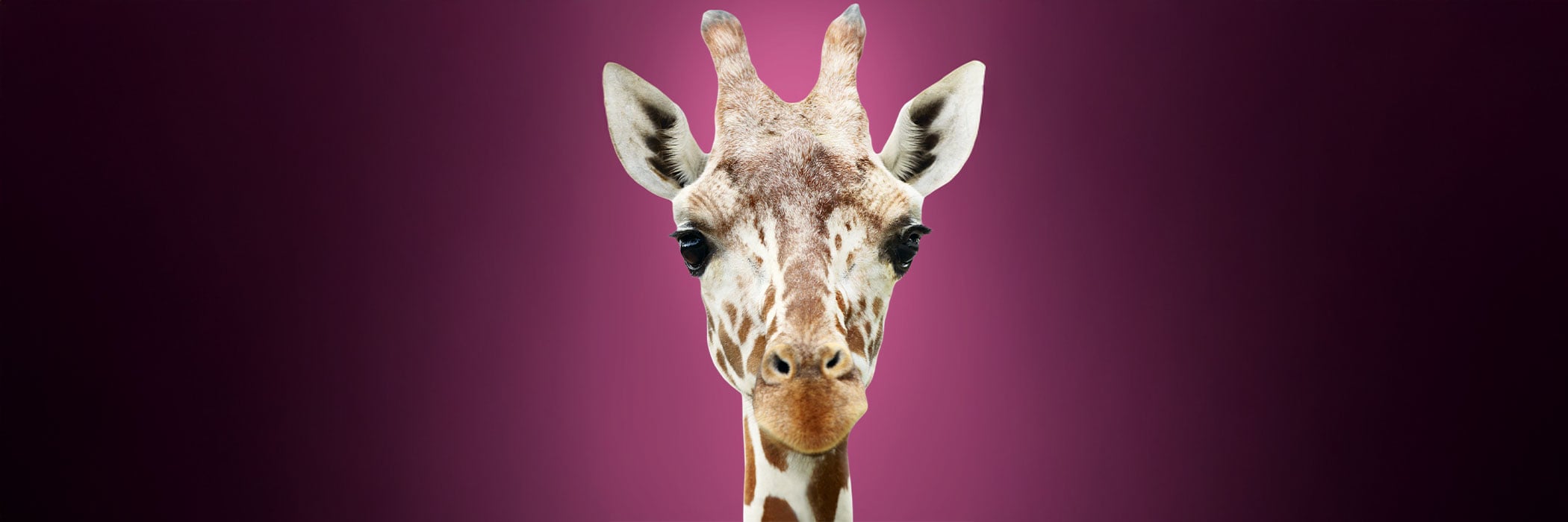 Giraffe portrait on purple background