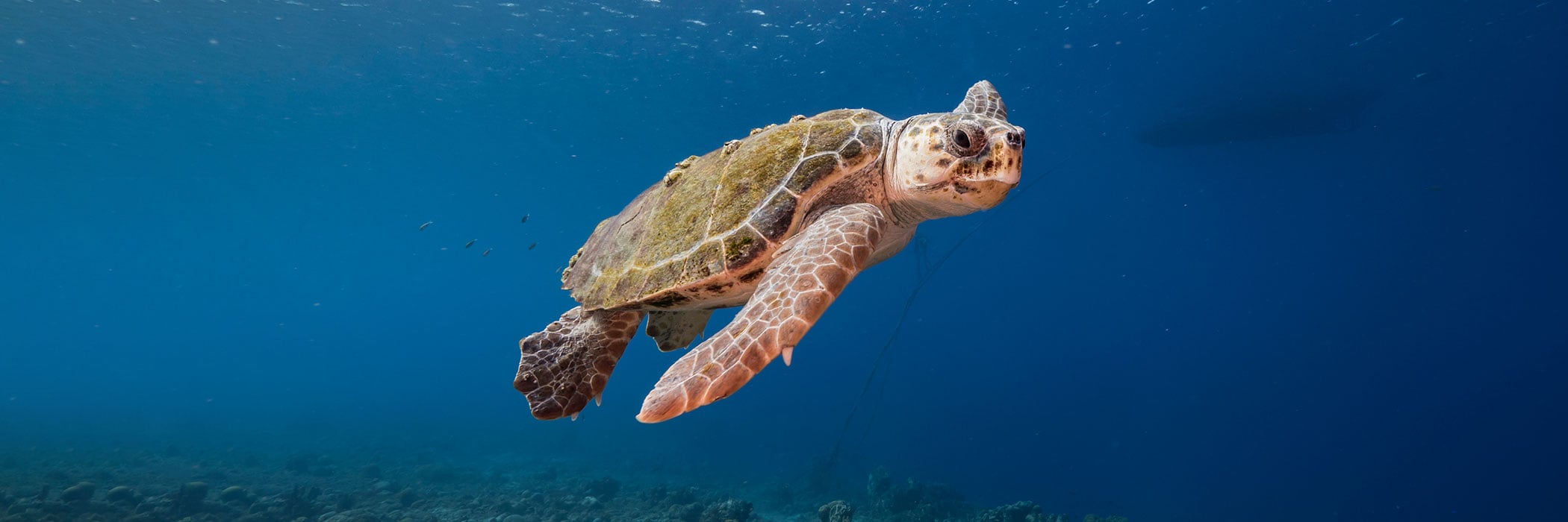 loggerhead turtle