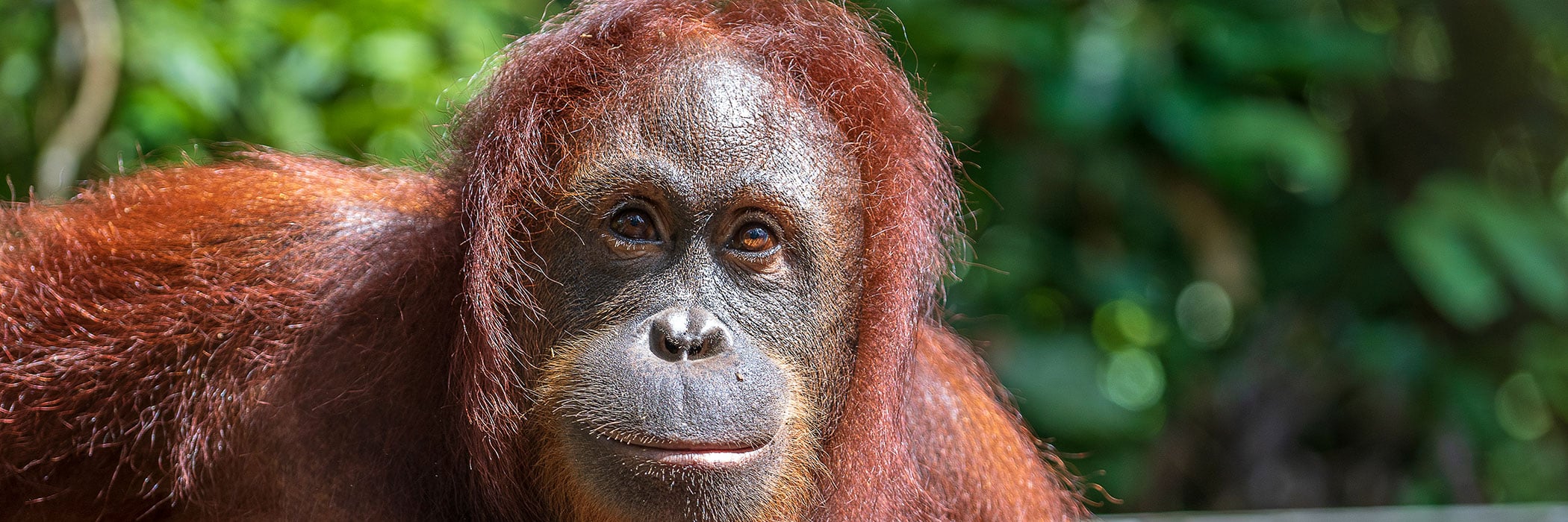 female orangutan