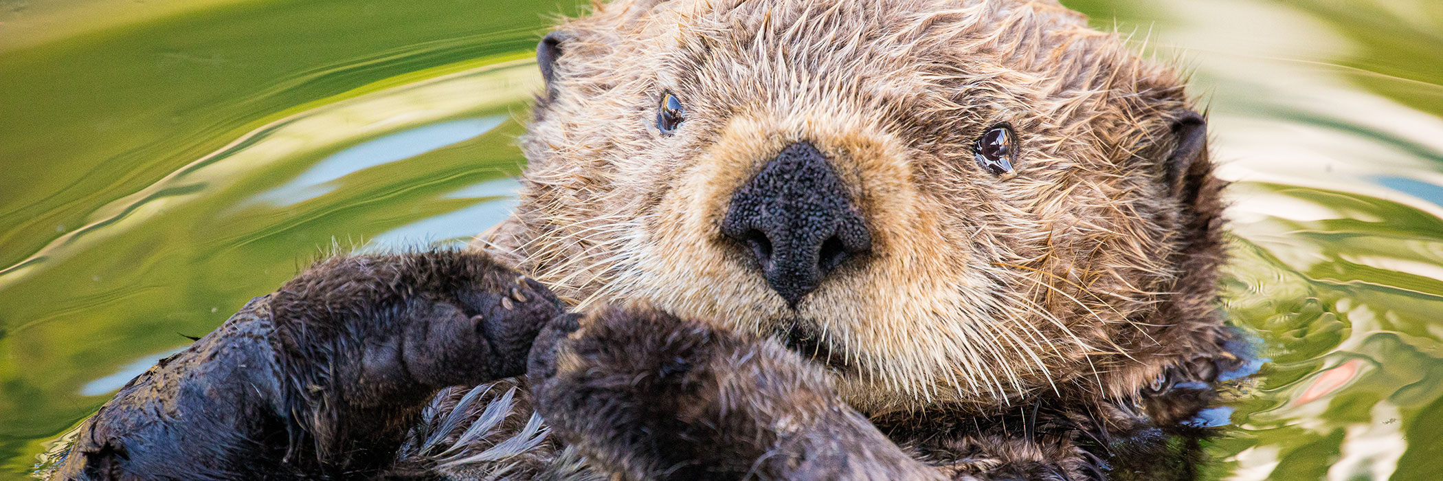 Northern sea otter in Kodiak Harbor