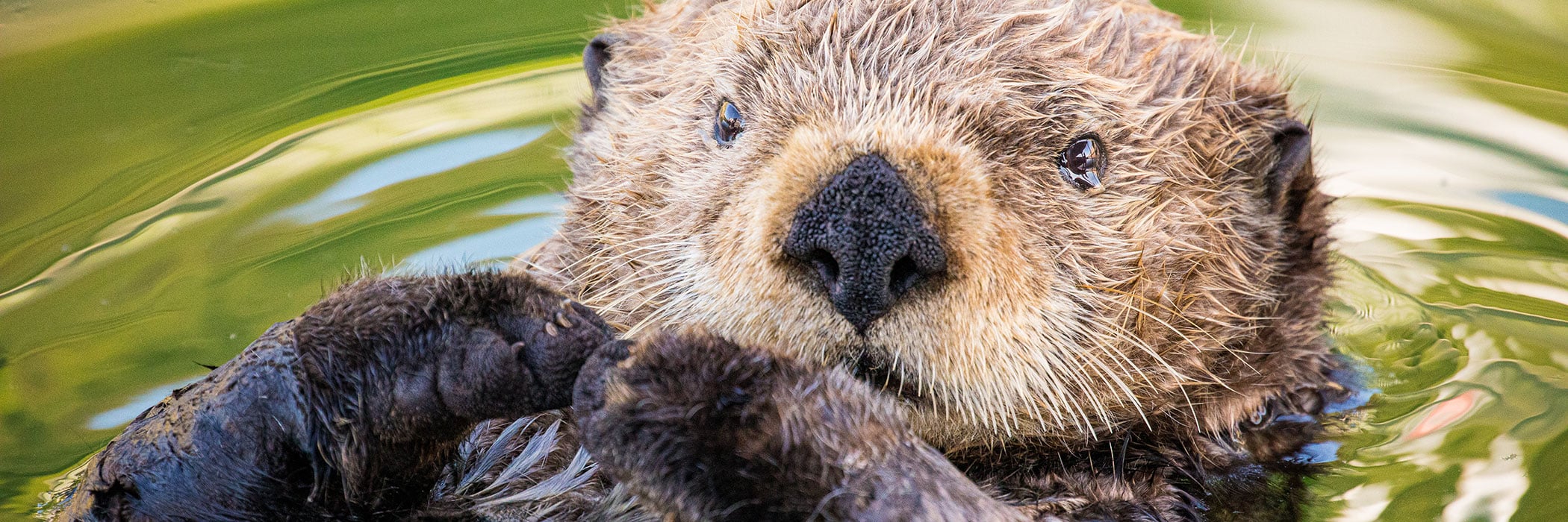 Northern sea otter in Kodiak Harbor