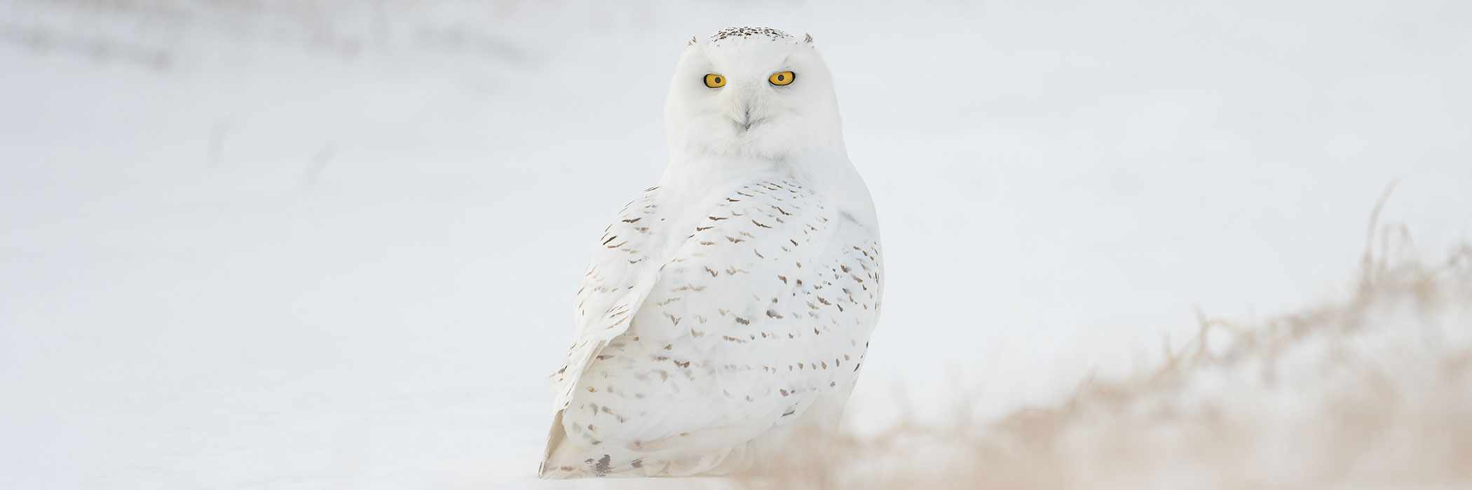 snowy owl in snow
