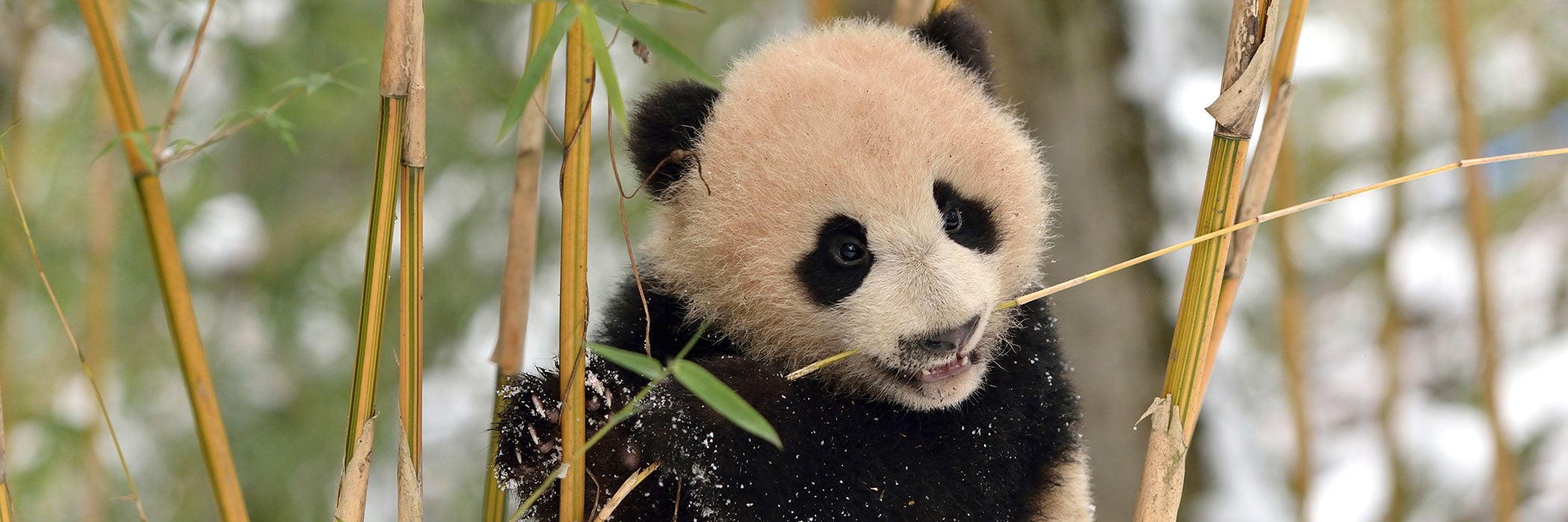 Giant panda cub in snow among bamboo