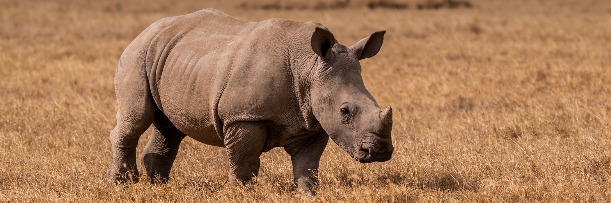 African Rhino in field