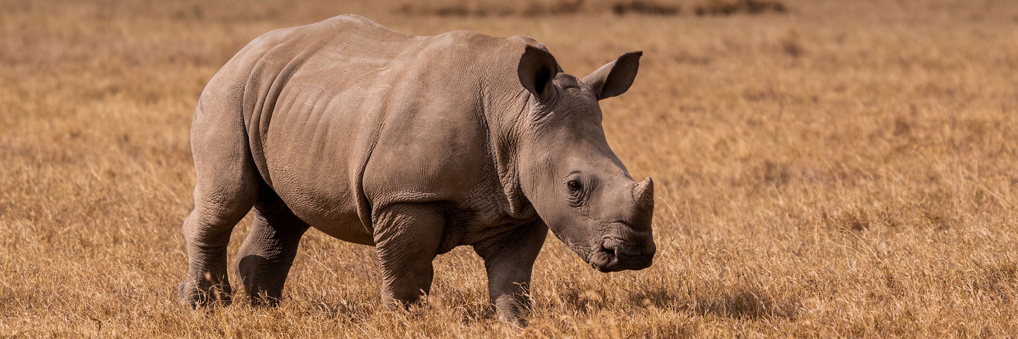 African Rhino in field