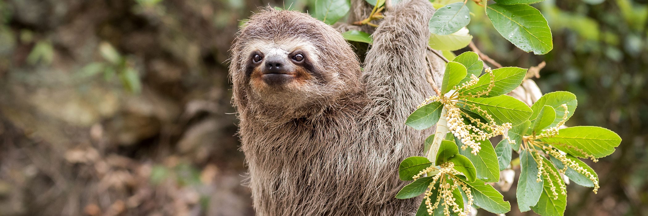 Three-toed Sloth