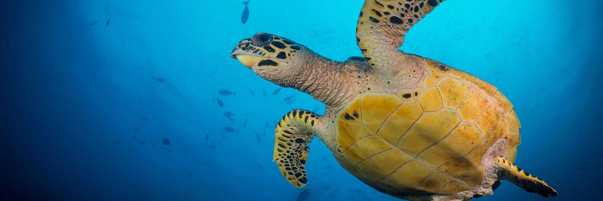 Hawksbill turtle swimming gracefully