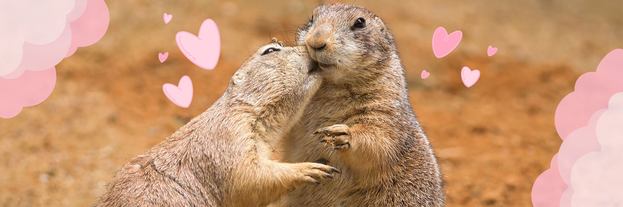Two prairie dogs (genus cynomys) sharing their food