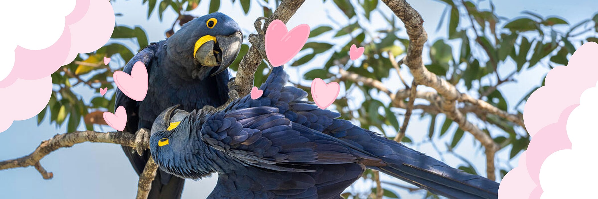 Hyacinth macaw (Anodorhynchus hyacinthinus) also known as hyacinthine macaw. Two in a tree.