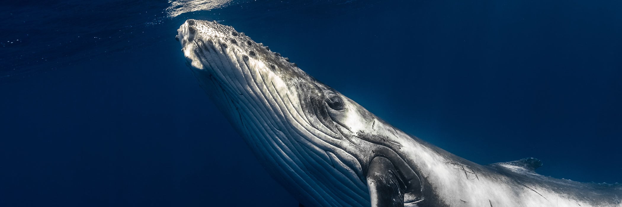 Humpback Whale