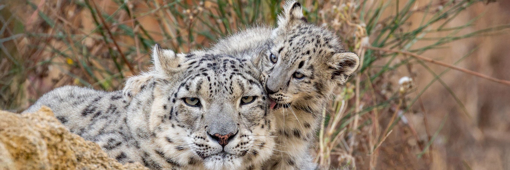 snow leopard cub licks grown leopard