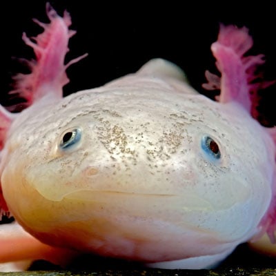 Axolotl in the wild and plush