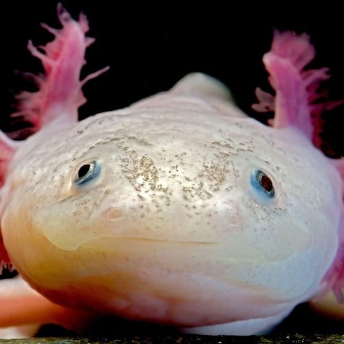 Axolotl in the wild and plush