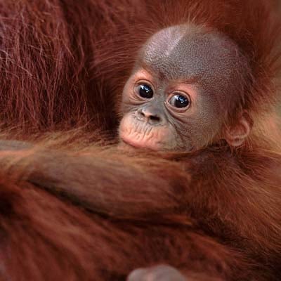 Baby Orangutan in the wild and plush