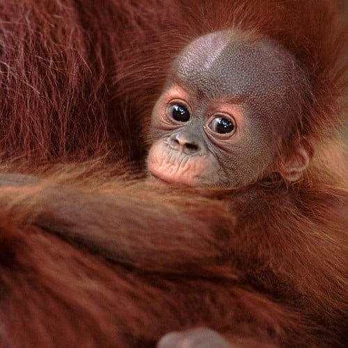 Baby Orangutan in the wild and plush