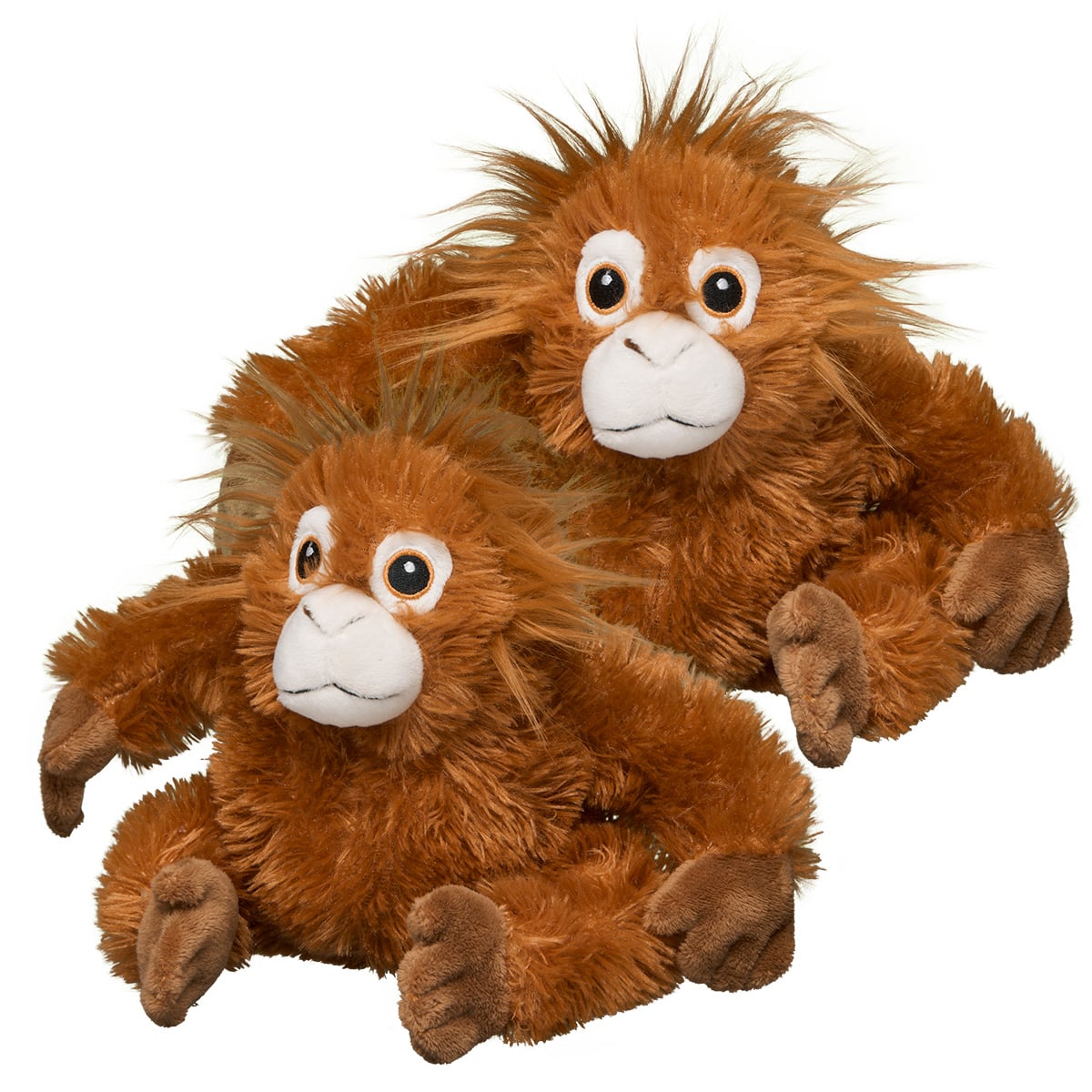 Baby Orangutan